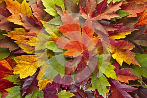 Maple Leaves Mixed Fall Colors Background