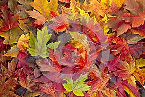 Maple Leaves Mixed Fall Colors Background 2