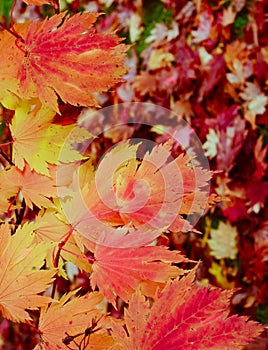 Maple Leaves Mixed Fall Colors Background