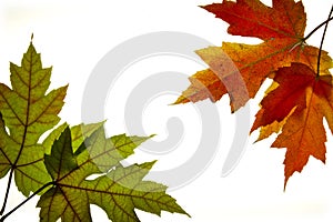 Maple Leaves Mixed Fall Colors Backlit 3 photo