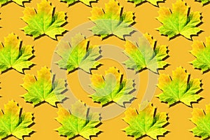 Maple leaves pattern on orange background. Top view. Flat lay. Season concept. Creative layout of colorful autumn leaves