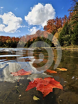 Maple Leaves in Pond Surrounded by Autumn Foliage