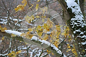 Maple leaves with Snow
