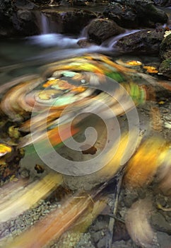 Maple leaves in the stream