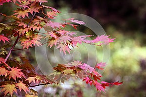 The maple leaves in the suburbs in early autumn gradually turn red..