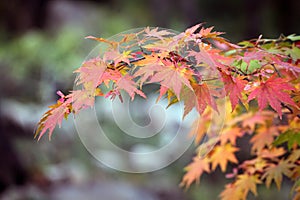 The maple leaves in the suburbs in early autumn gradually turn red.