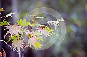 The maple leaves in the suburbs in early autumn gradually turn red.