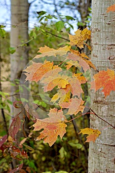 Maple Leaves with Trunk