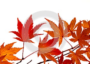 Maple leaves turning colour