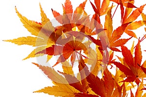 Maple leaves turning colour