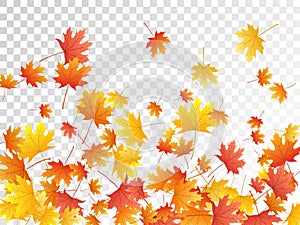 Maple leaves vector illustration, autumn foliage on transparent background.