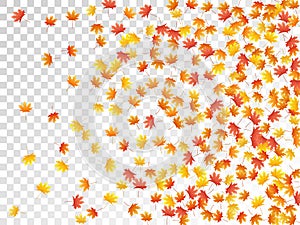 Maple leaves vector illustration, autumn foliage on transparent background.