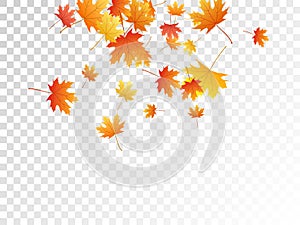 Maple leaves vector illustration, autumn foliage on transparent background