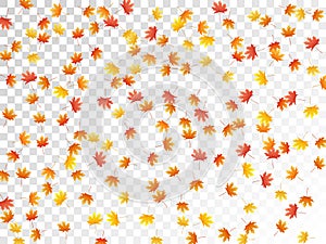 Maple leaves vector illustration, autumn foliage on transparent background.