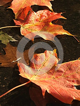 Maple Leaves on Water