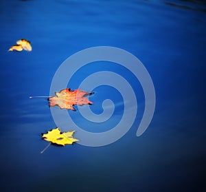 Maple leaves on water