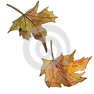 Maple leaves in a watercolor style isolated.