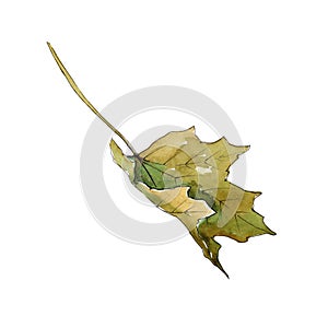 Maple leaves in a watercolor style isolated.