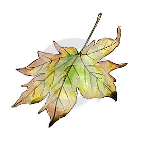 Maple leaves in a watercolor style isolated.
