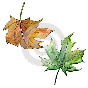 Maple leaves in a watercolor style isolated.