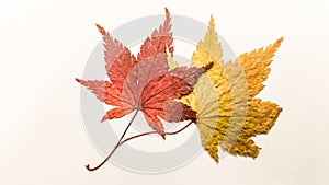 Maple leaves with white background