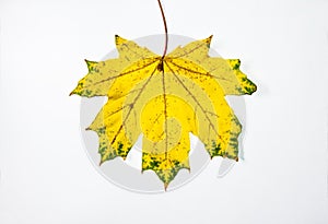 Maple leaves on a white background. Autumn abstraction, wallpaper