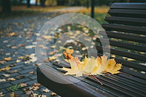 Maple leaves on the wooden bench in the park