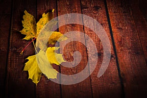 Maple leaves on wooden brown background