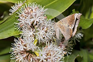 Maple Looper Moth
