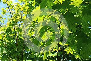 Maple, maple branches, bushes