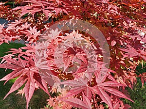 Maple palmate, or Maple palmate Acer palmatum. A species of trees of the Acer Maple genus of the Sapindaceae family