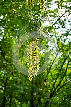 Maple poplar in bloom in spring