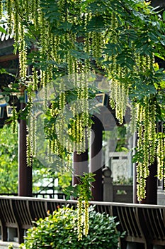 Maple poplar in bloom in spring with Chinese ancient architecture