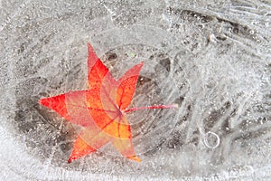 Maple red leaf frozen into ice cold season winter