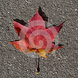 Maple red leaves on asphalt background. Texture, background