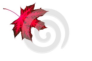 maple, red maple leaf, blank for further creativity