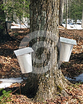 Maple sap buckets