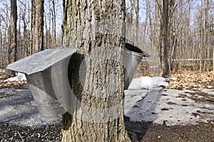 Maple sap buckets photo