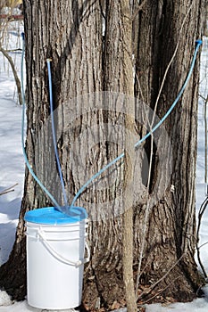 Maple sap collection bucket for making maple syrup. Selective focus, background and foreground blur