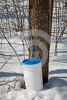 Maple sap collection bucket for making maple syrup.