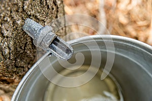 Maple Sap Dripping