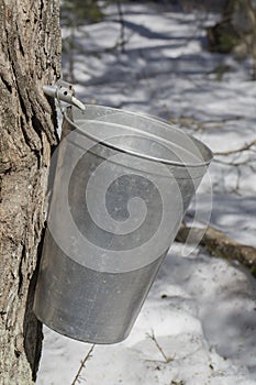 Maple tree tapping in a sugarbush located in Quebec, Canada photo