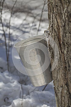 Maple tree tapping in a sugarbush located in Quebec, Canada photo