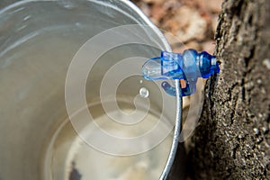 Maple Sap Dripping
