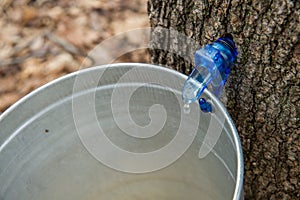 Maple Sap Dripping