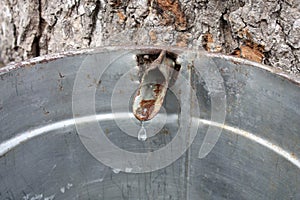 Maple sap dripping out of a tree tap