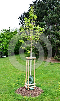 Maple secured poles for planting against the wind and refutation is simultaneously watered using a watering bag dispenses water