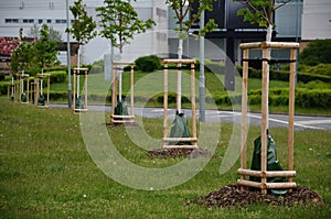 Maple secured poles for planting against the wind and refutation is simultaneously watered using a watering bag dispenses water