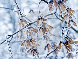 Maple seed capsules on tree in snow and frosted, magical winter nature details