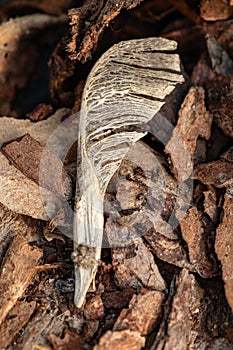 Maple seed. Tree bark on the ground. Mulch wood bark